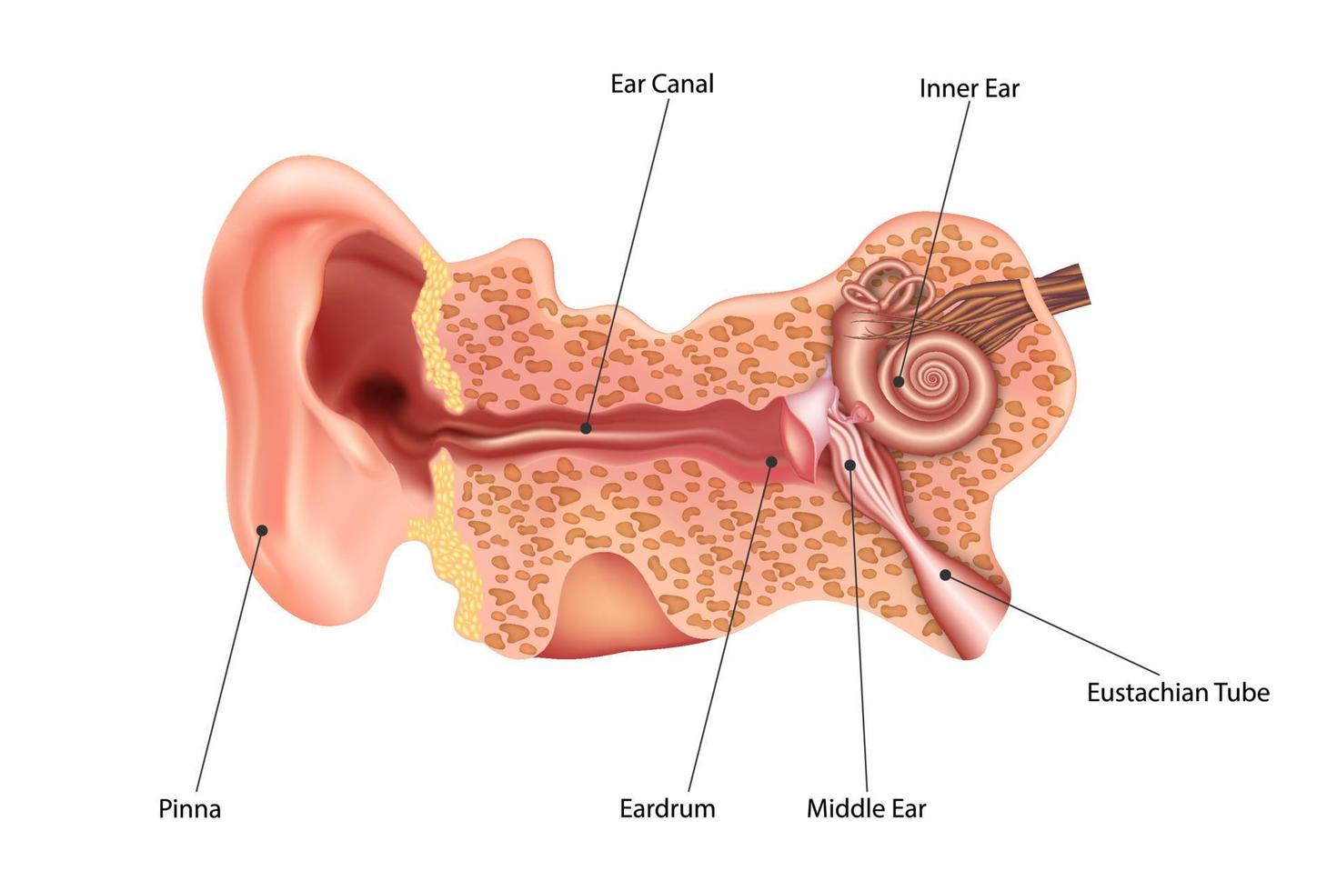 anatomia dell'orecchio. sezione frontale attraverso l'orecchio esterno, medio e interno destro. illustrazione vettoriale. vettore