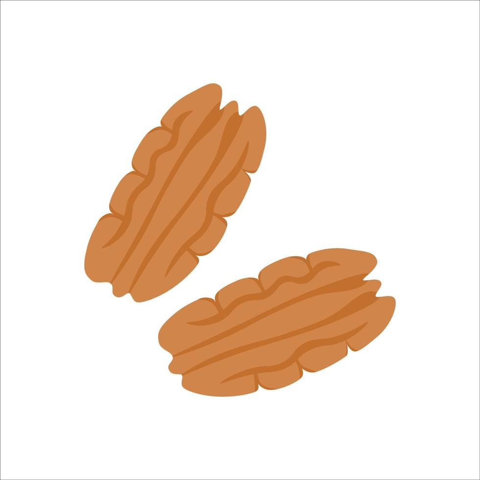 Il pecan è una noce normale, il nocciolo è di colore naturale. illustrazione vettoriale, isolata su sfondo bianco, per la progettazione del sito web di prodotti, applicazioni, stampa vettore