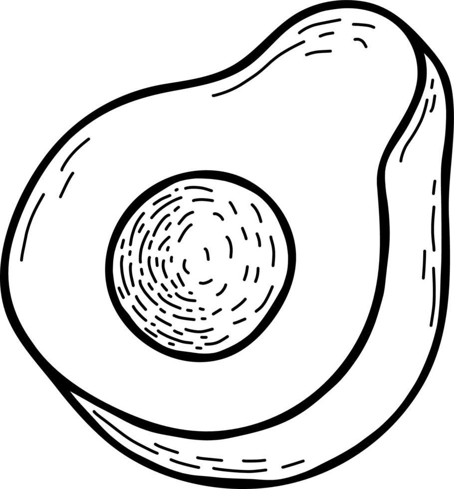 avocado. metà. illustrazione vettoriale. disegno a mano lineare vettore