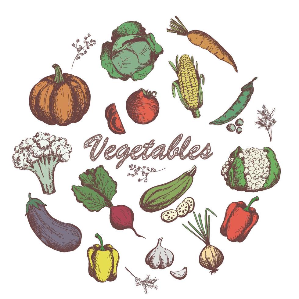 schizzo di verdure impostate. collezione di ortaggi da giardino disegnati a mano vintage. zucca. insieme vettoriale di pomodoro, carota, cavolo, zucchine, pepe, cavolfiore, barbabietola.