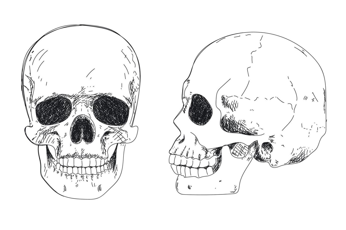 scheletro umano disegno a mano. teschio umano di profilo vettore