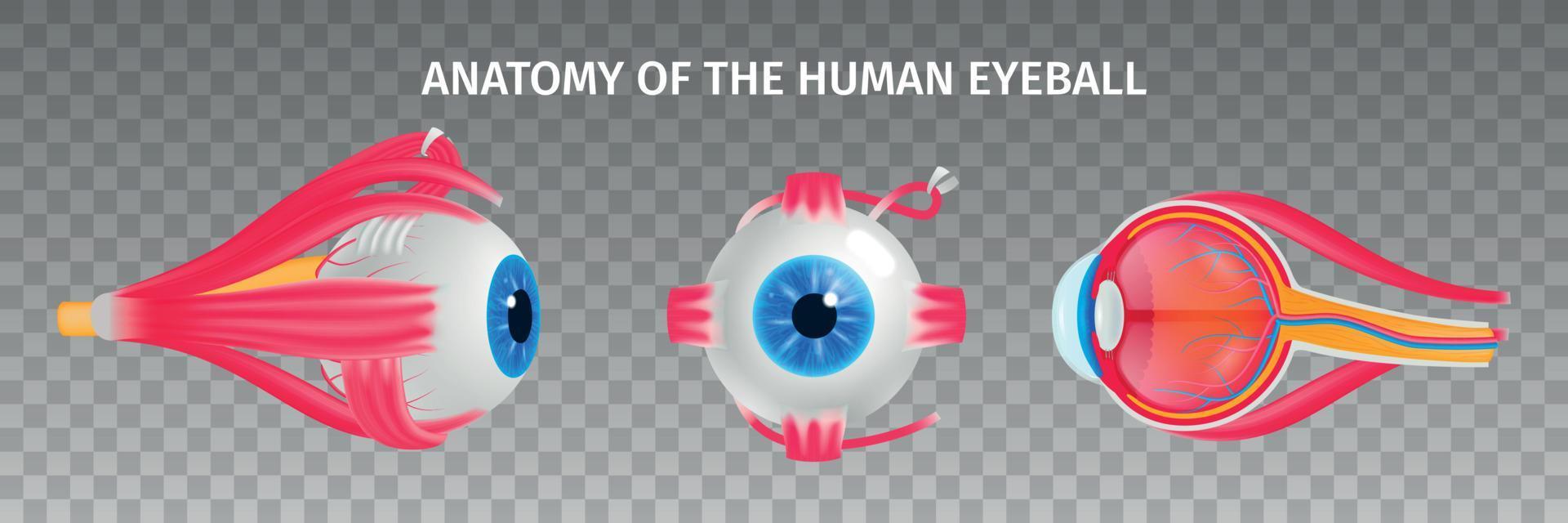 set trasparente di anatomia dell'occhio umano vettore