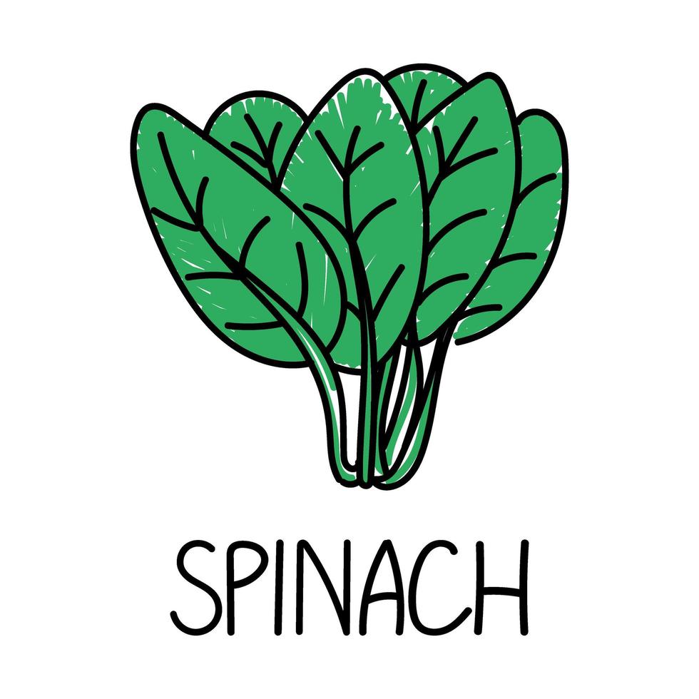 spinaci, elemento in stile doodle disegnato a mano. logo ed emblema packaging design modello - spezie - foglie di spinaci. logo in uno stile lineare alla moda. vettore