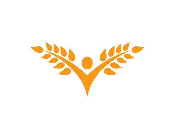 Agricoltura Logo Template di grano, vita sana logo icona disegno vettoriale, vettore