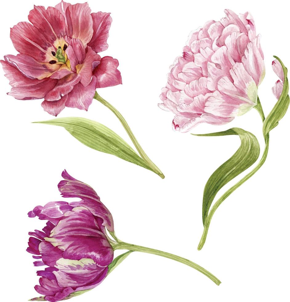 set di fiori rosa tulipani primo piano. illustrazione acquerello dipinto a mano vettore
