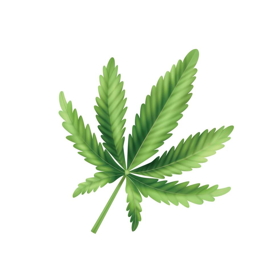 composizione realistica delle foglie di cannabis vettore