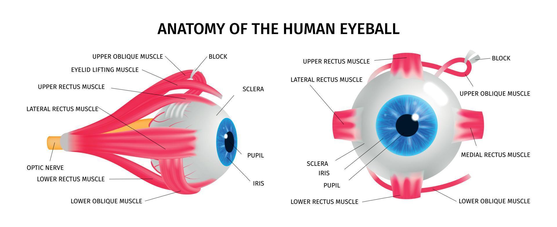 insieme di concetti di anatomia dell'occhio umano vettore