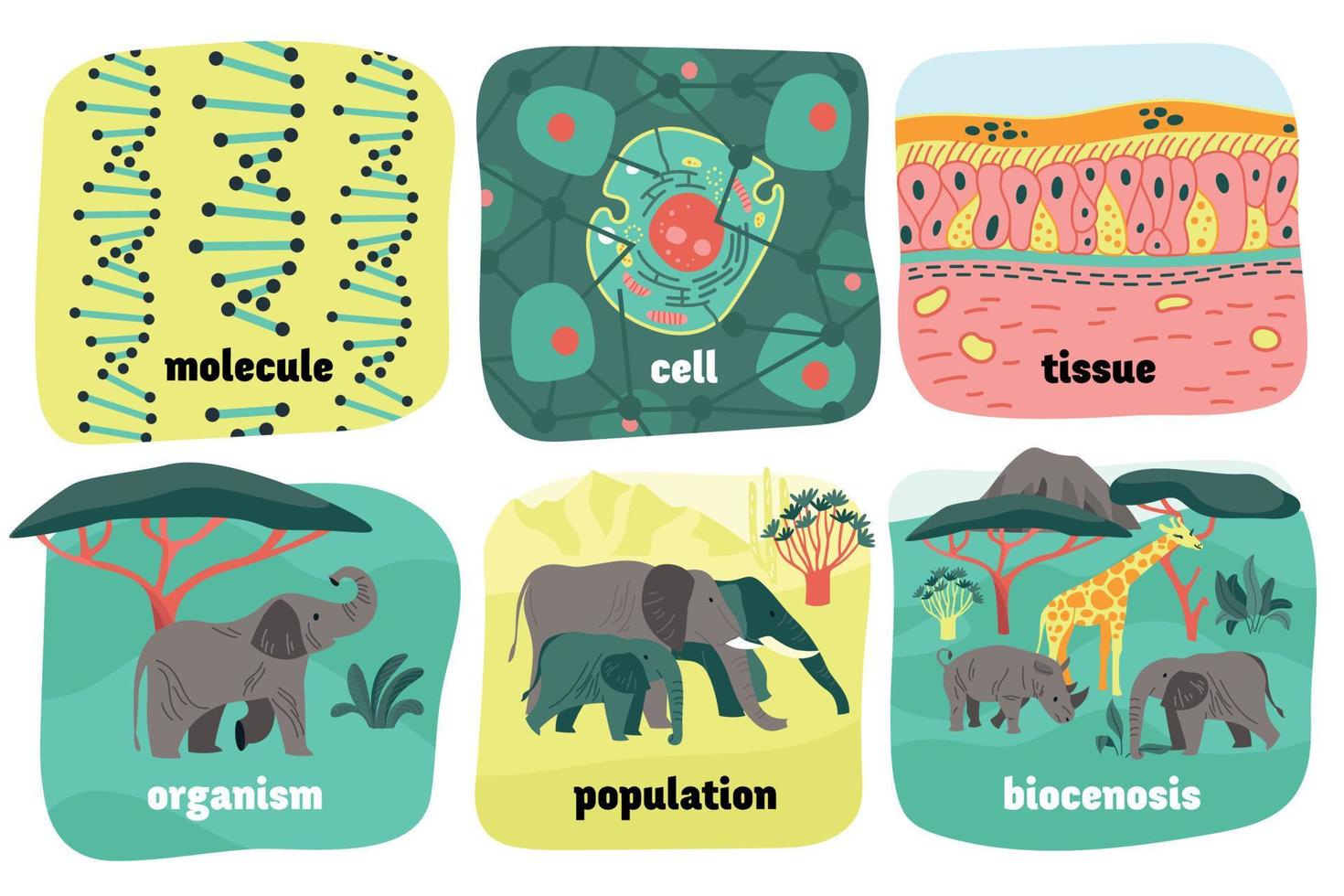 composizione degli animali della gerarchia biologica vettore