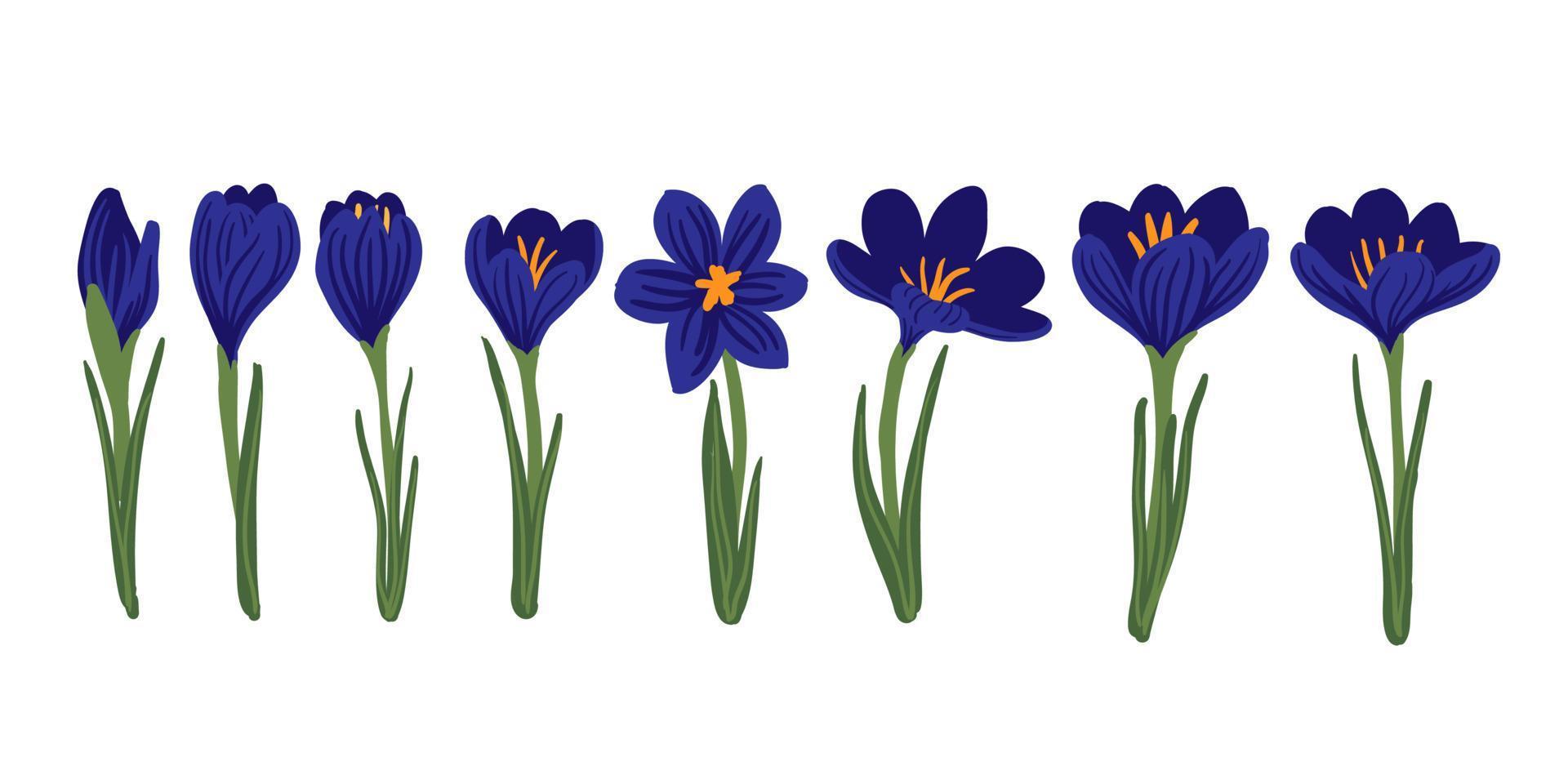 set di fiori di croco primaverili viola, malva, lilla. delicate primule per biglietti di auguri per la festa della mamma, festa della donna, pasqua. ClipArt vettoriali in stile piatto. elemento di disegno floreale su sfondo bianco