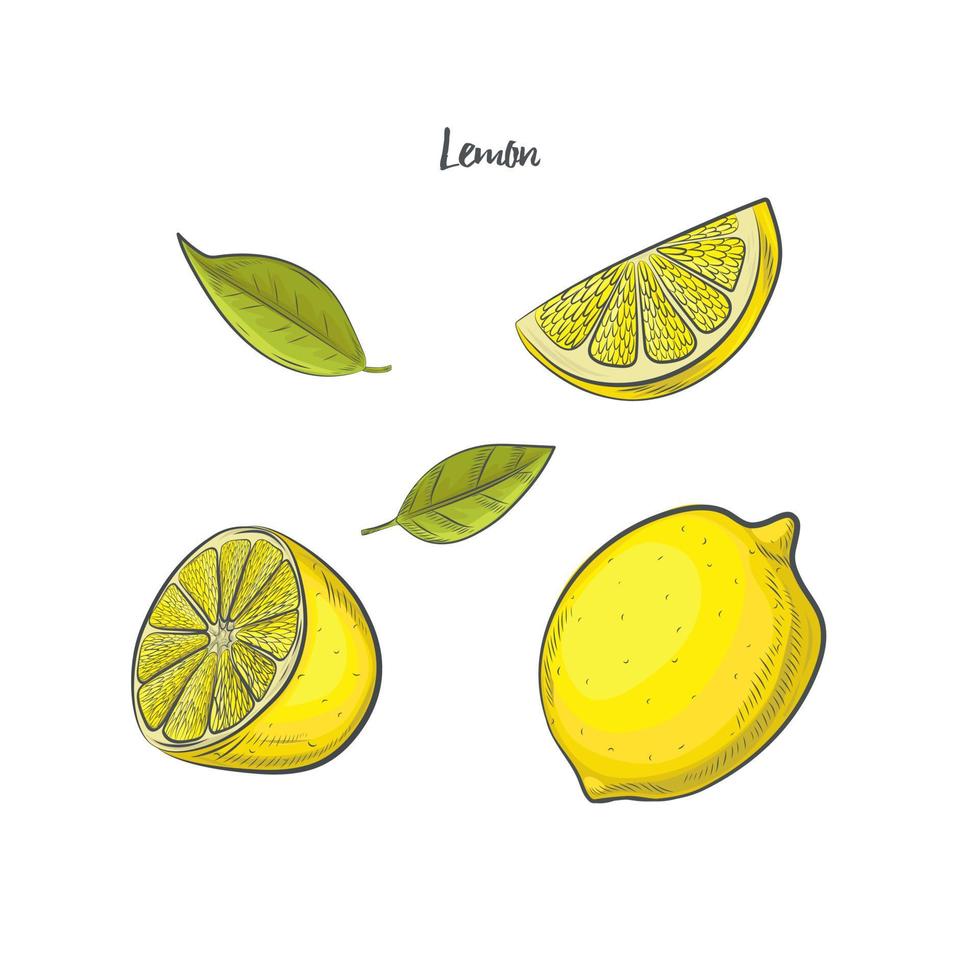 illustrazione vettoriale di schizzo di frutta al limone.