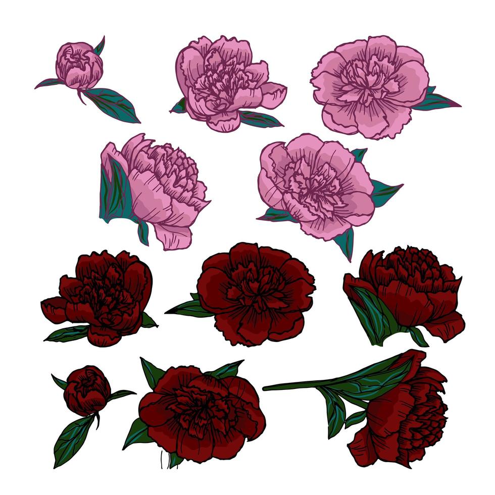 vettore di teste di peonie rosa e rosse.