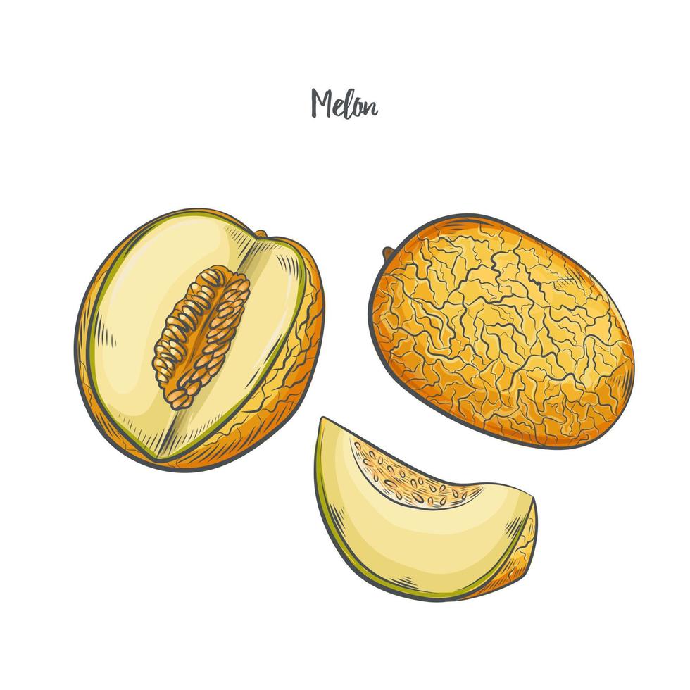 illustrazione vettoriale di schizzo di frutta di melone.