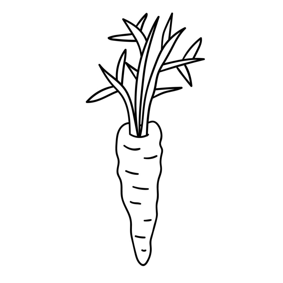 carota lineare di doodle del fumetto con le foglie isolate su fondo bianco. vettore