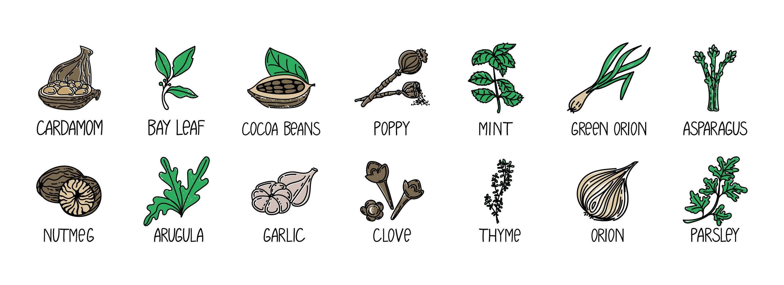 set di erbe e spezie, elemento disegnato in stile doodle. un modello di packaging con logo ed emblema - erbe e spezie - cardamomo, alloro, fave di cacao, noci, cipolle, ecc. vettore