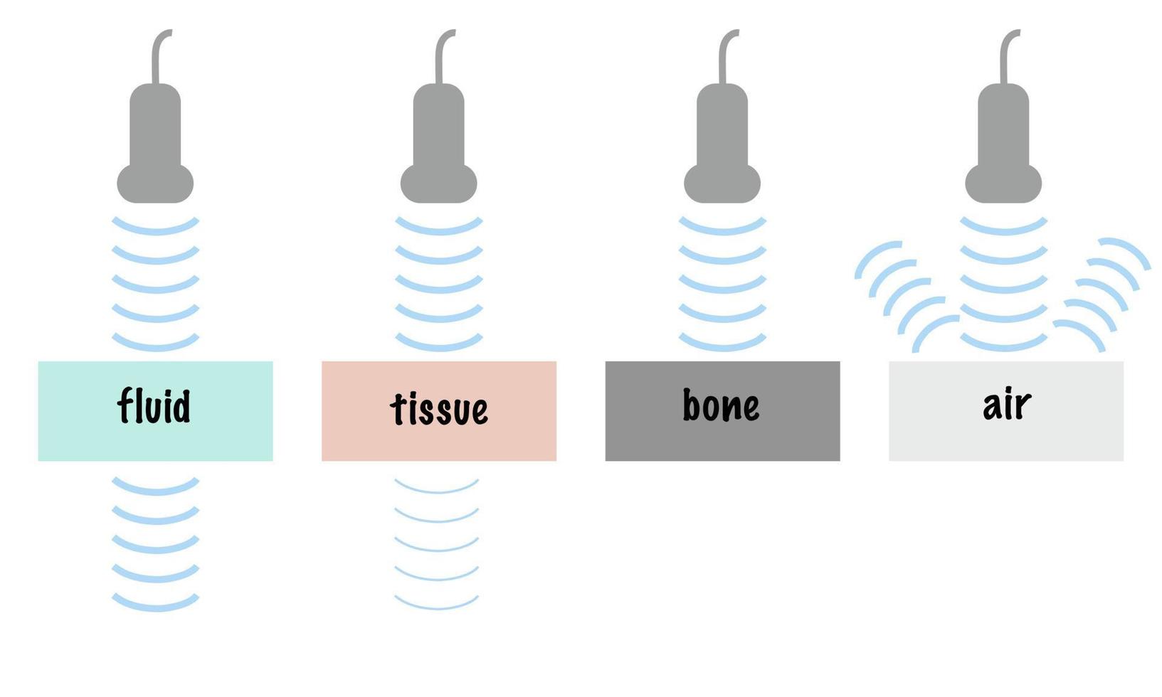 attenuazione delle onde ultrasoniche di diversi tessuti, inclusa l'aria ossea fluida dei tessuti molli vettore