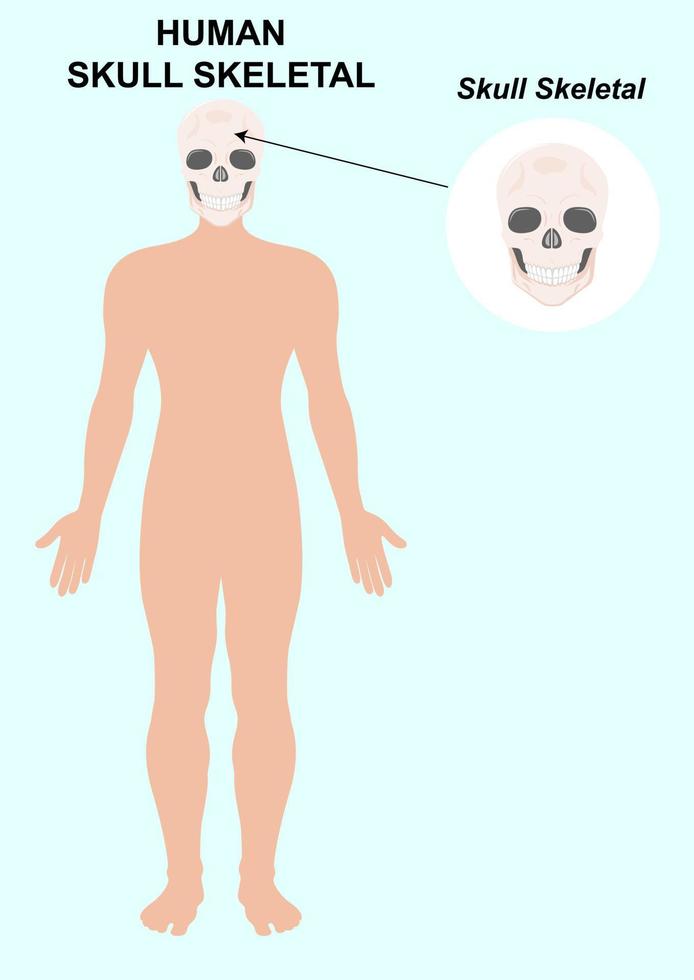 scheletro di ossa del cranio umano. illustrazione vettoriale della testa anatomica