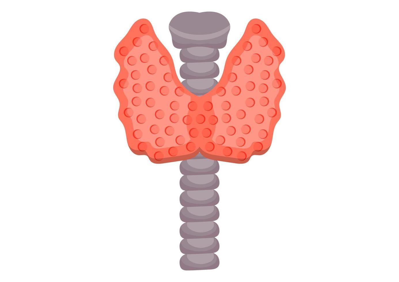 illustrazione vettoriale della ghiandola tiroidea isolata su sfondo bianco. ghiandola tiroidea umana su stile piatto