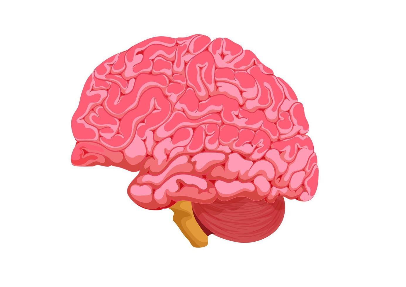 anatomia dell'organo cerebrale. anatomia dell'organo umano. cervello umano. vettore, illustrazione del fumetto vettore