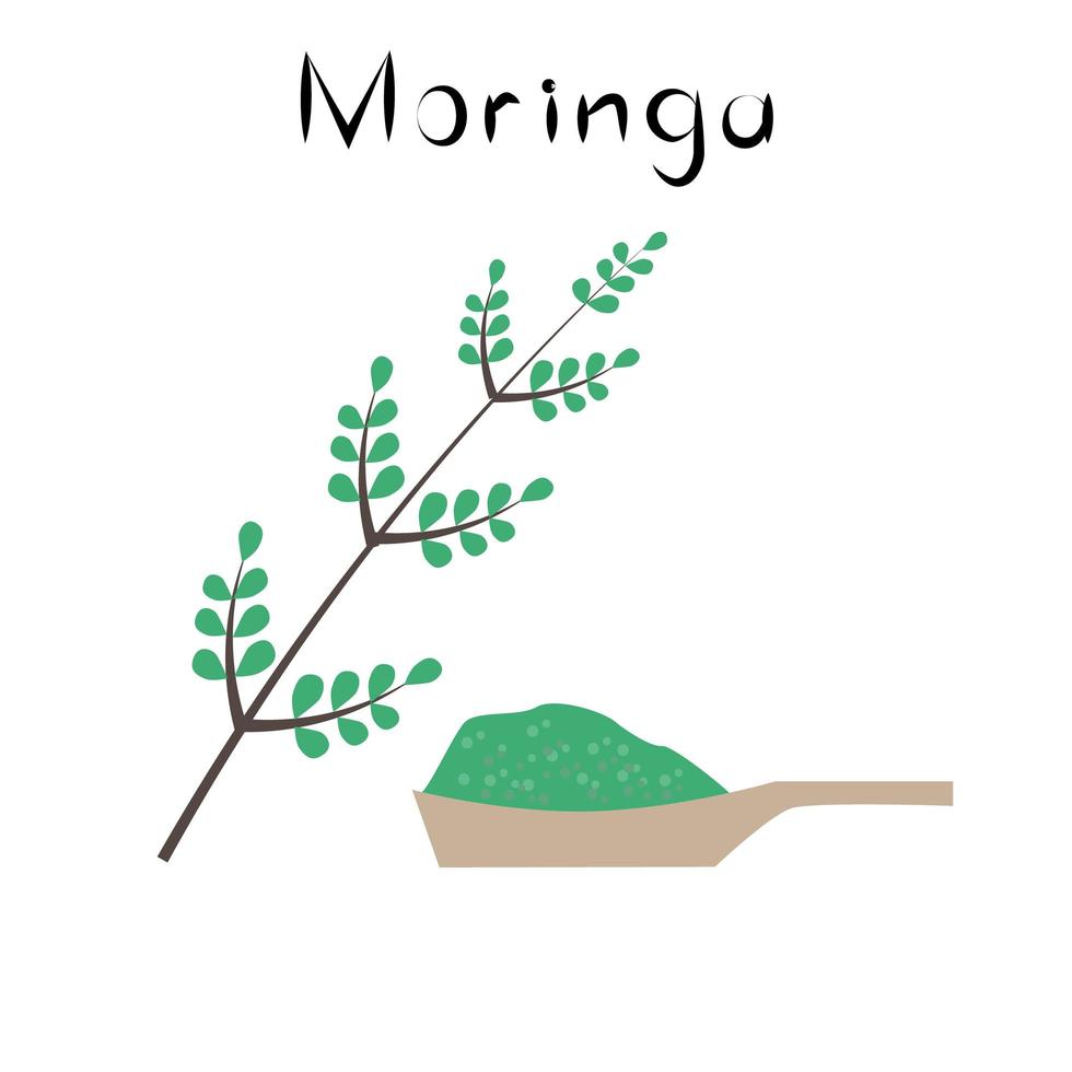 mringa. prodotto naturale disintossicante sano. bevanda di integratore alimentare biologico. superfood, pianta per l'omeopatia. illustrazione vettoriale dei cartoni animati