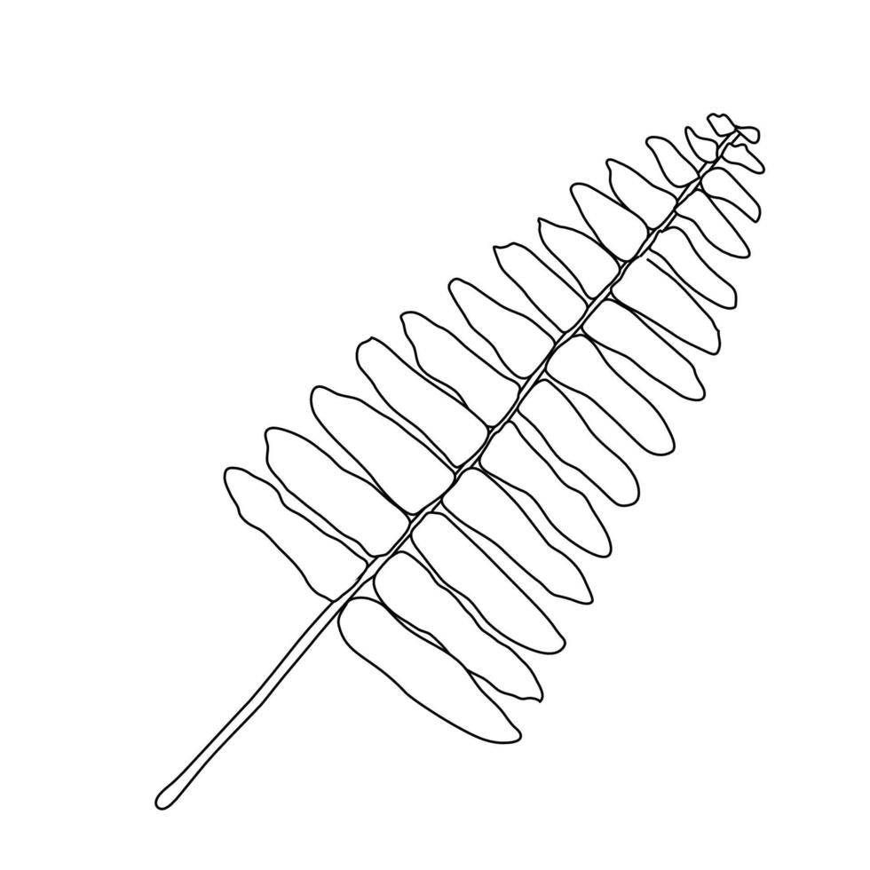 illustrazione isolata del vettore della foglia di felce. disegno disegnato a mano della pianta.