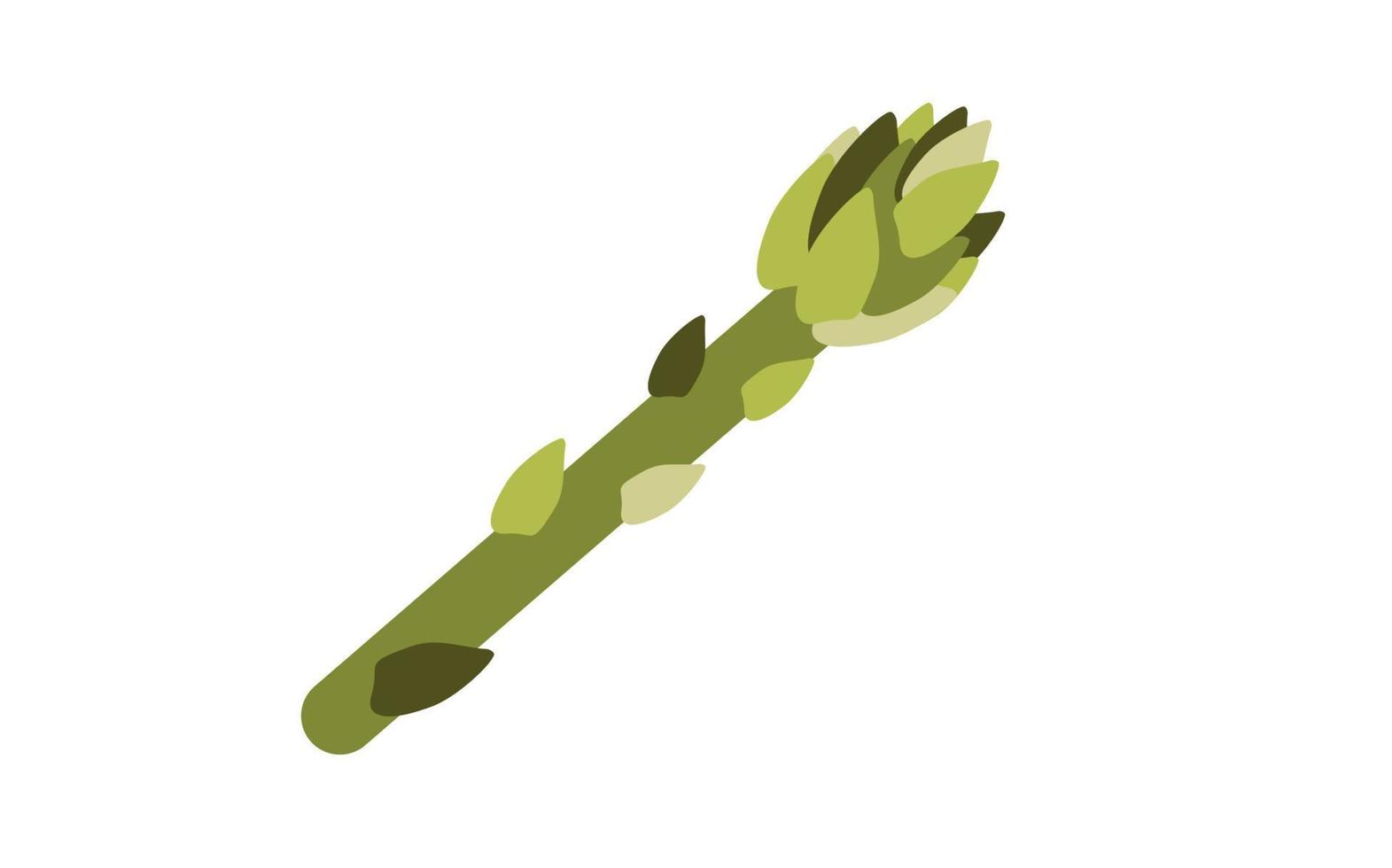 pianta sempreverde perenne di asparagi, cibo sano vegetariano, erba da cucina biologica su sfondo bianco. illustrazione vettoriale