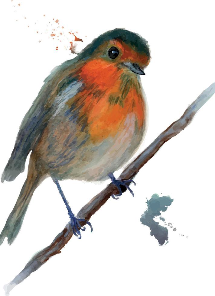 ritratto dell'illustrazione dell'acquerello dell'uccello del pettirosso vettore