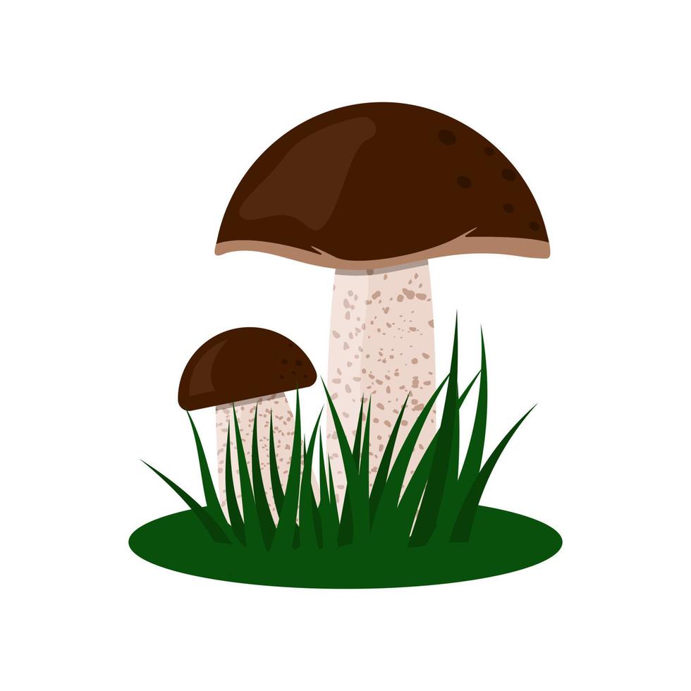 funghi porcini in erba verde. illustrazione di funghi commestibili. vettore