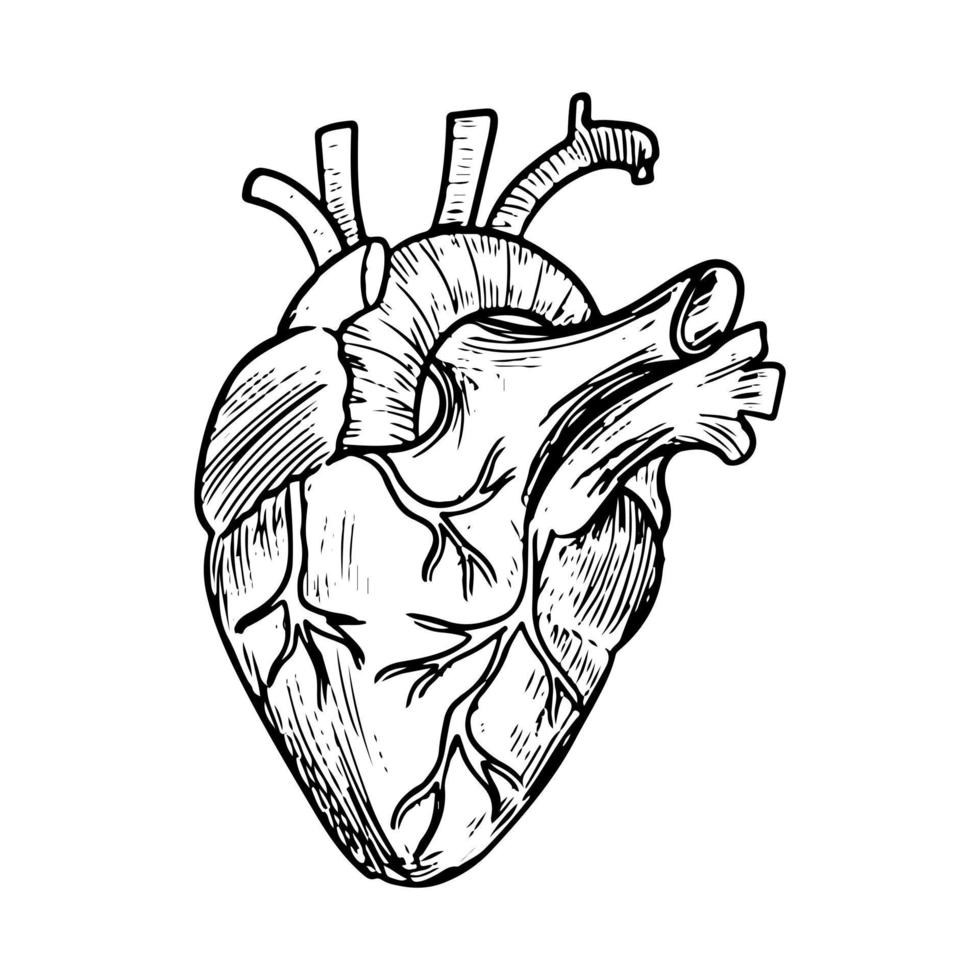doodle del cuore anatomico isolato su uno sfondo bianco. organo umano. illustrazione vettoriale disegnata a mano.