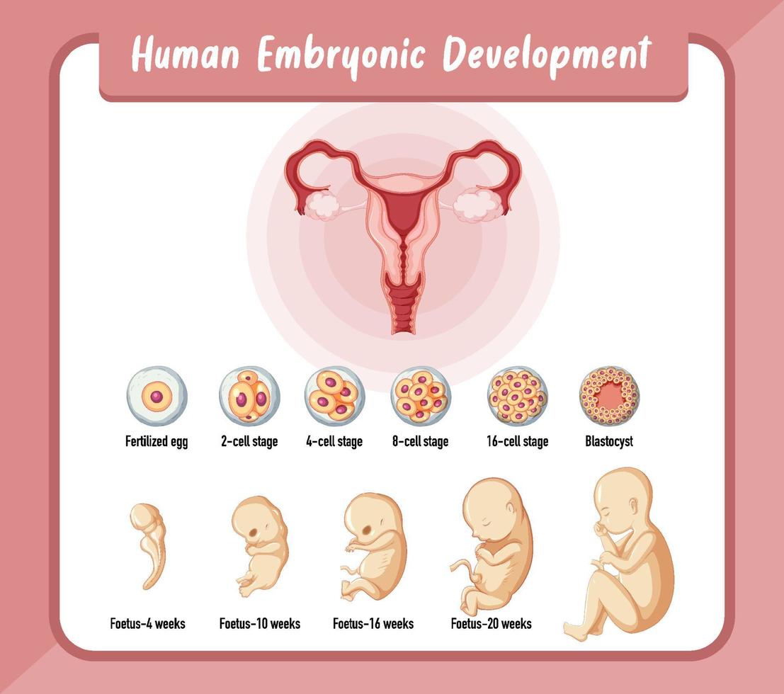 sviluppo embrionale umano nell'infografica umana vettore
