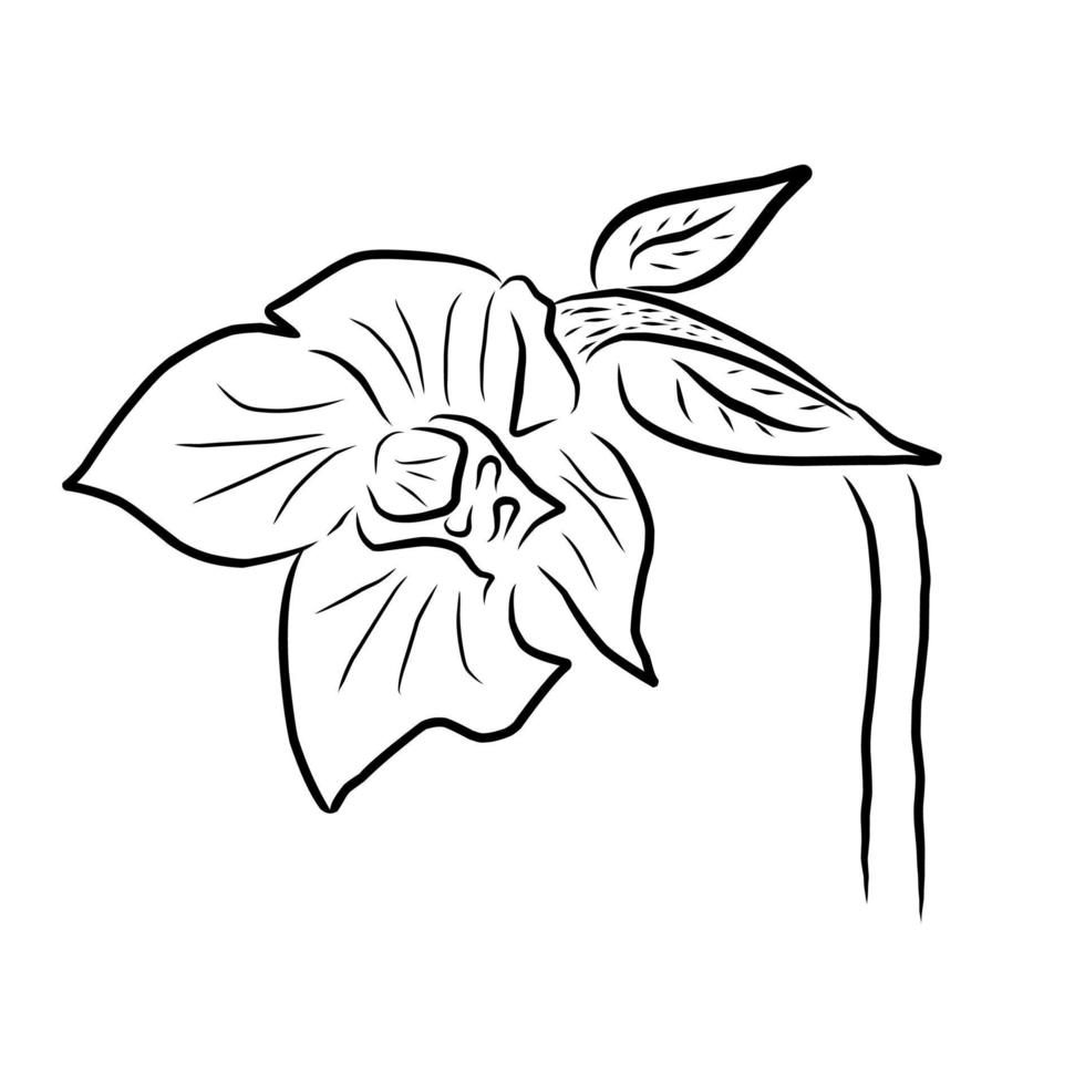 illustrazione di fiori in stile linea vettore