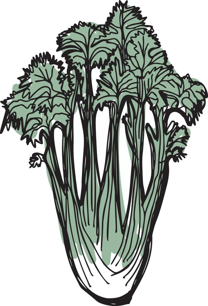 set di illustrazioni vettoriali disegnate a mano di sedano. oggetto di stile inciso vegetale isolato. disegno dettagliato del cibo vegetariano. prodotto del mercato agricolo. ottimo per menu, etichette, icone