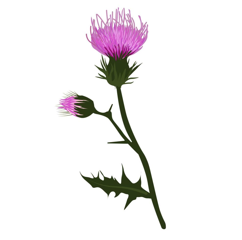 illustrazione di riserva di vettore del cardo selvatico. un ramo di una pianta spinosa con fiori viola. etichetta per whisky scozzese. botanica della farmacia. Isolato su uno sfondo bianco.