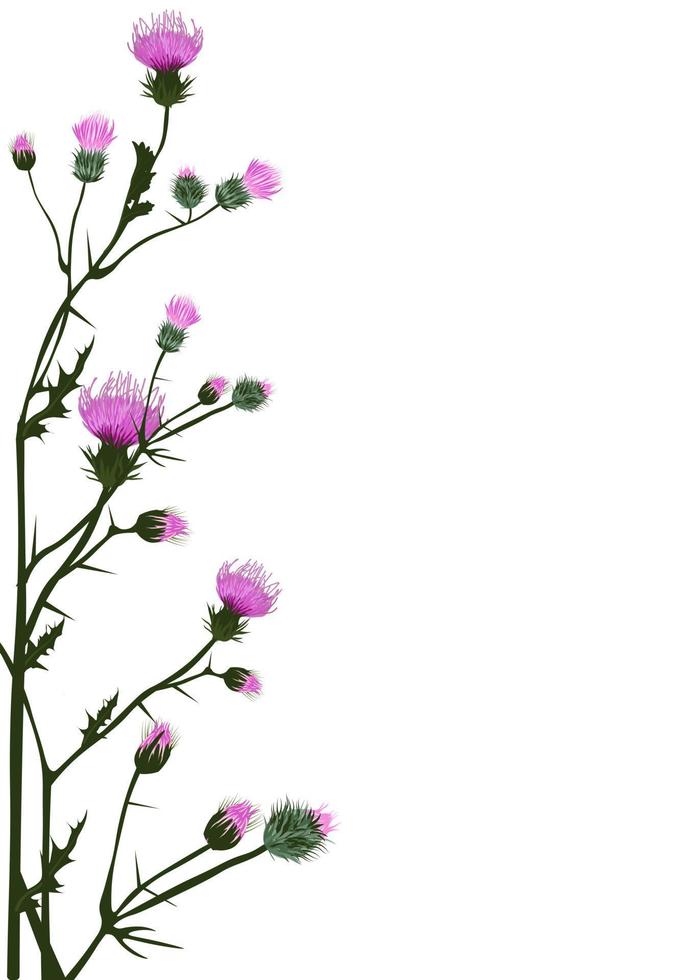 cornice verticale fatta di fiori di cardo. cornice, modello di invito. Isolato su uno sfondo bianco. vettore