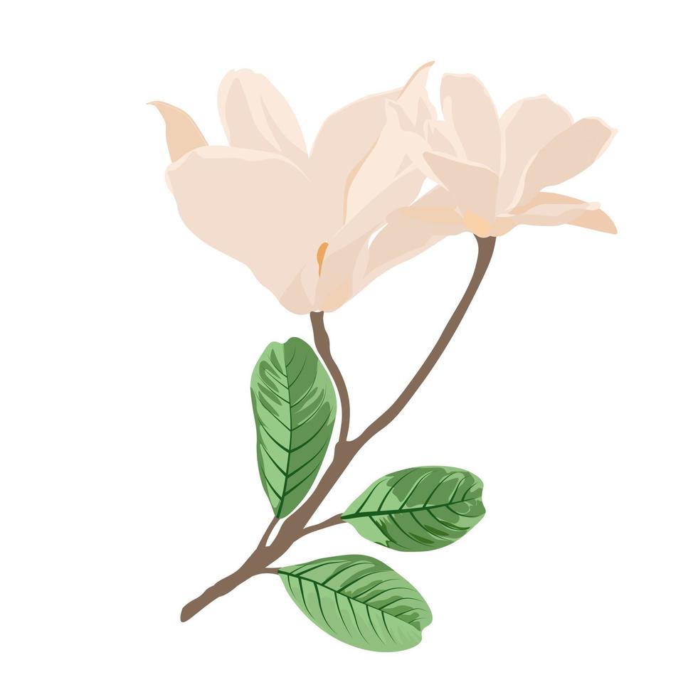 illustrazione di riserva di vettore della magnolia bianca. un ramo con fiori beige nei toni del beige pastello. modello di illustrazione di primavera per una carta. Isolato su uno sfondo bianco.