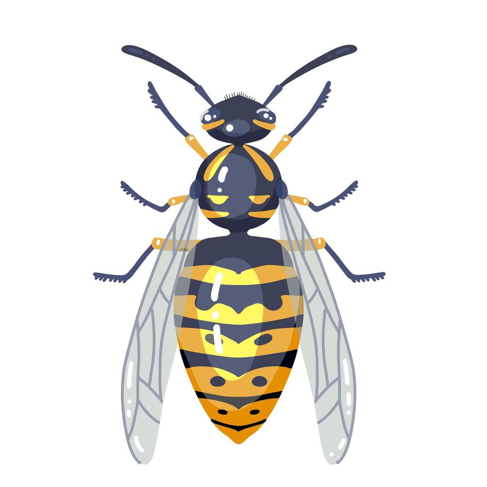 illustrazione dell'insetto della vespa isolata su bianco. insetto illustrato vespa colorata. disegno vettoriale piatto.