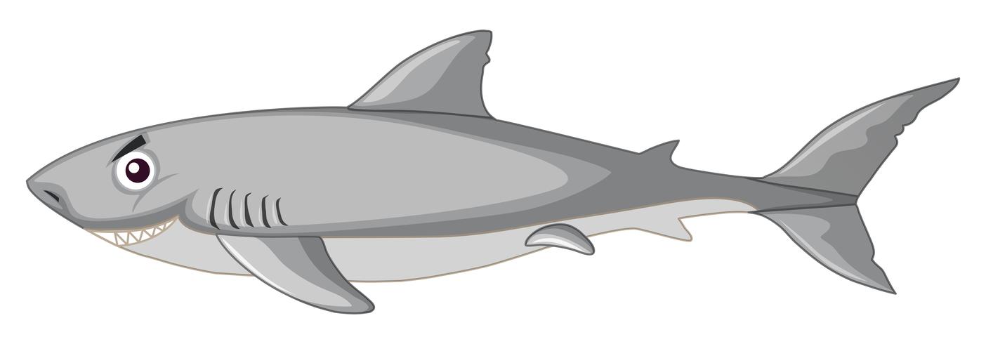 Uno squalo su sfondo bianco vettore