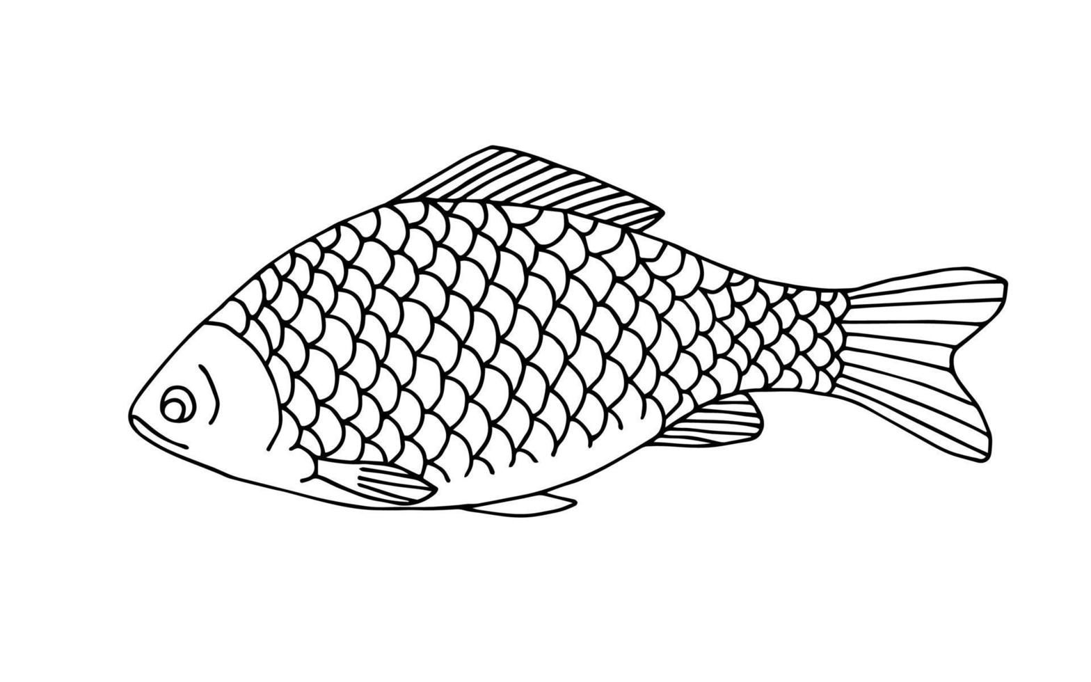 illustrazione vettoriale disegnata a mano con contorno nero. Carassio di pesce di lago d'acqua dolce. per libri da colorare, stampe, logo, attrezzatura da pesca. menù, cucina, ristorante. natura, pescato del pescatore.