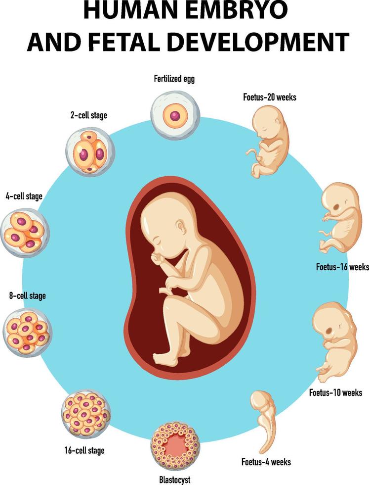 infografica sullo sviluppo dell'embrione umano e del feto vettore