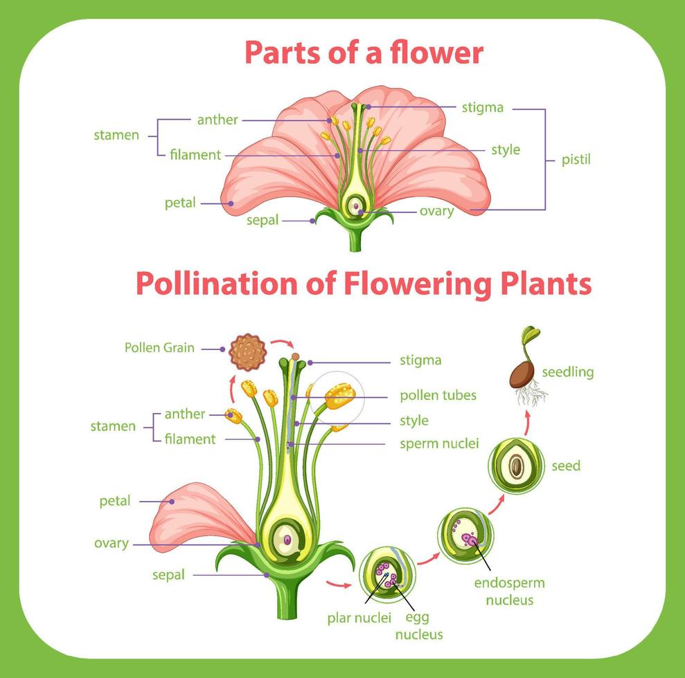 diagramma di impollinazione delle piante da fiore vettore