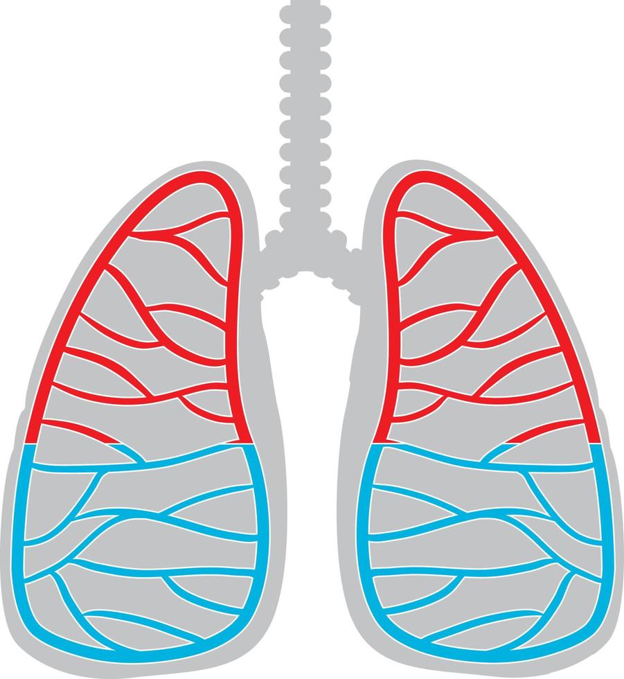 icona di polmoni umani su sfondo bianco vettore