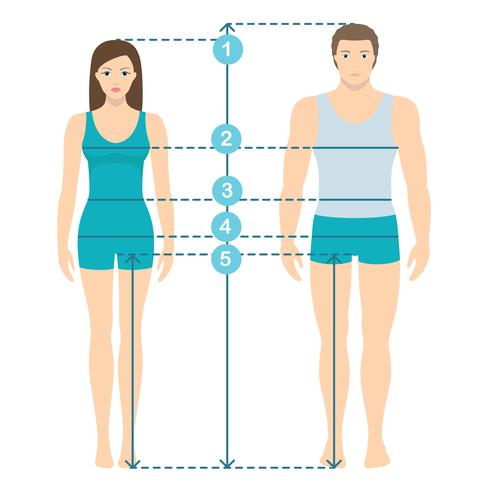 Illustrazione vettoriale di uomo e donna in piena lunghezza con le linee di misura dei parametri del corpo. Misure di misure uomo e donna. Misure e proporzioni del corpo umano. Design piatto.