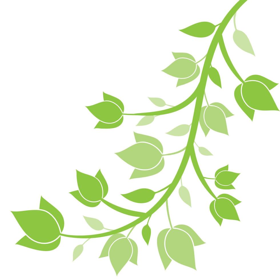 cornice vettoriale minimalista a base di erbe. ramo con foglie verdi fresche.