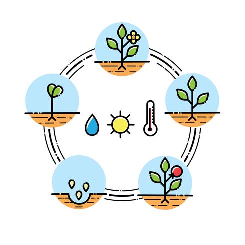 Infographics di fasi di crescita delle piante Piantare frutta, processo di verdure. Stile piatto vettore