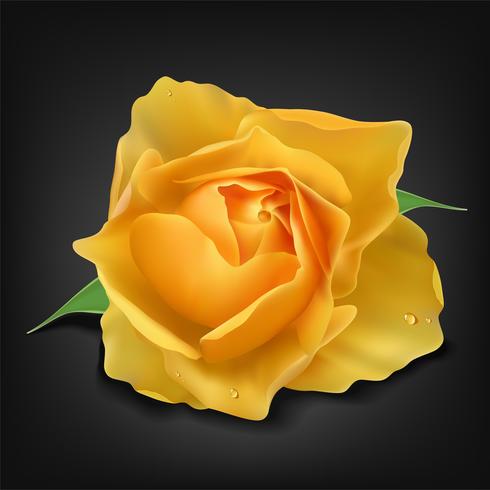 Rosa gialla realistica su fondo scuro, illustrazione di vettore