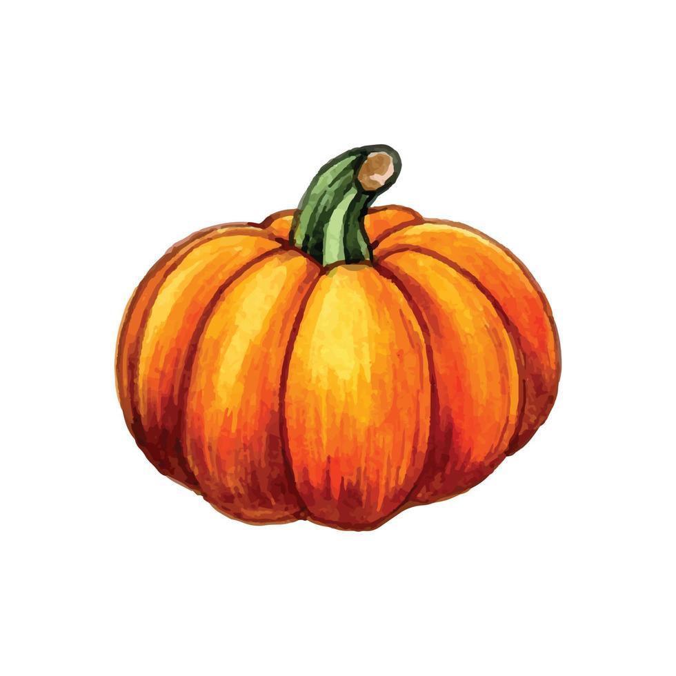 illustrazione della zucca dell'acquerello vettore