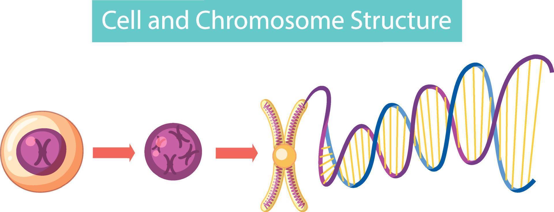 infografica sulla struttura cellulare e cromosomica vettore