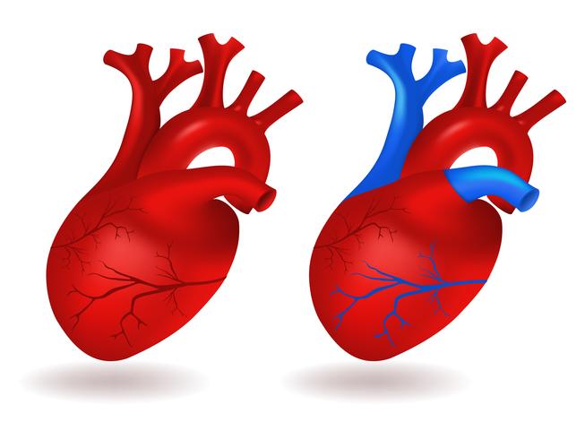 Modello di cuore umano vettore