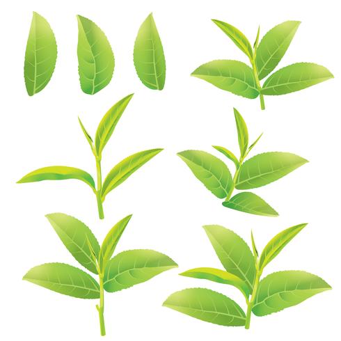foglie di tè verde vettore