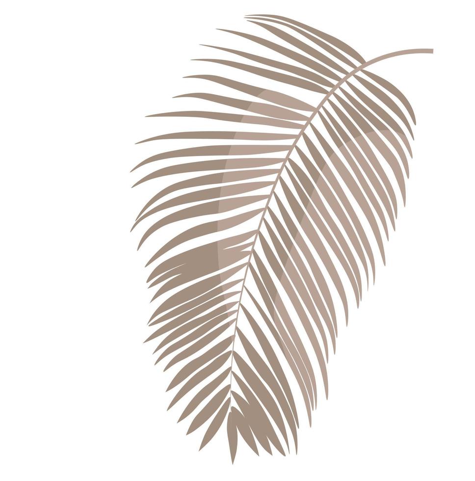 illustrazione di riserva di vettore delle foglie di palma tropicale. foglie di palma beige. Isolato su uno sfondo bianco.