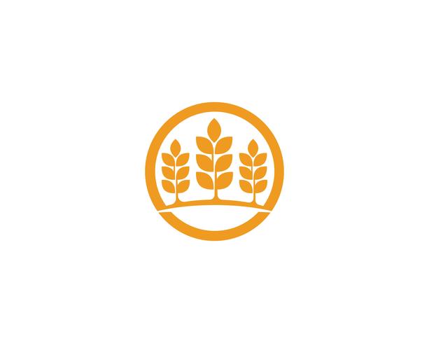 Agricoltura grano loghi vettore